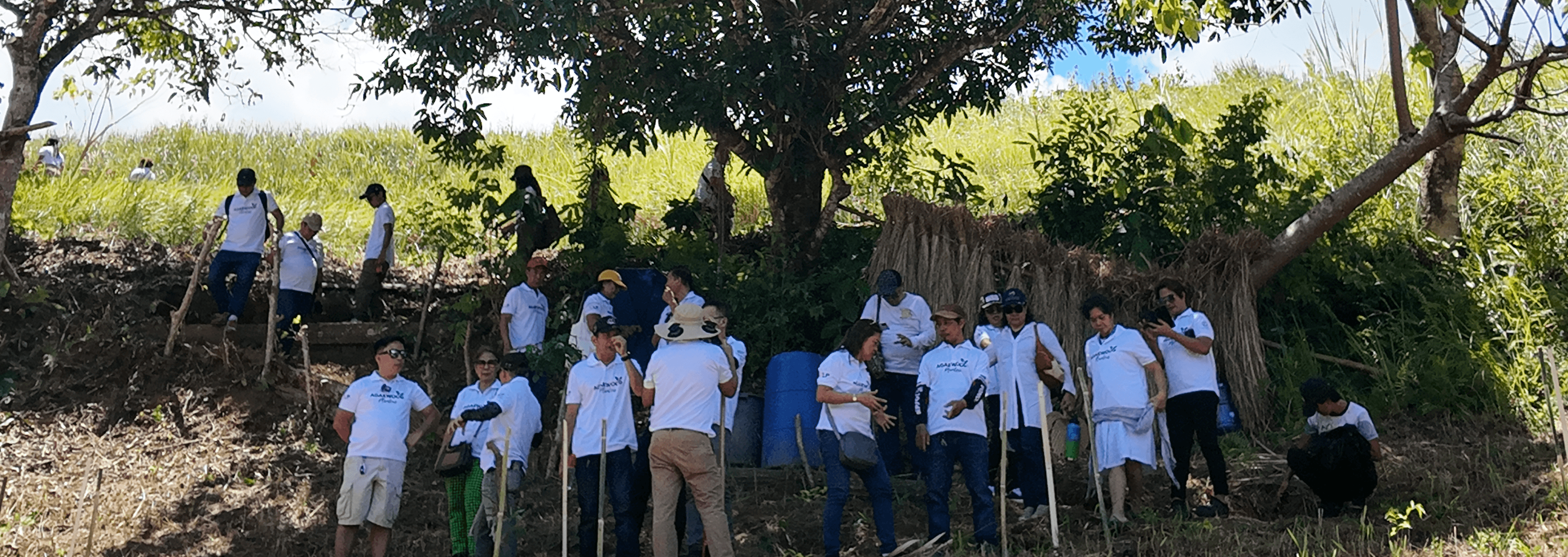 Agarwood farm background