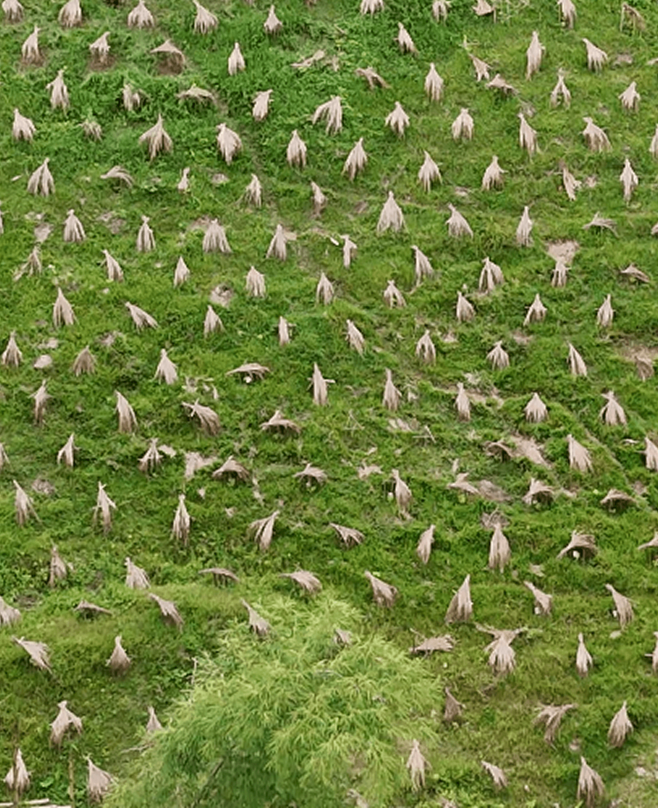 Joint-venture Farming