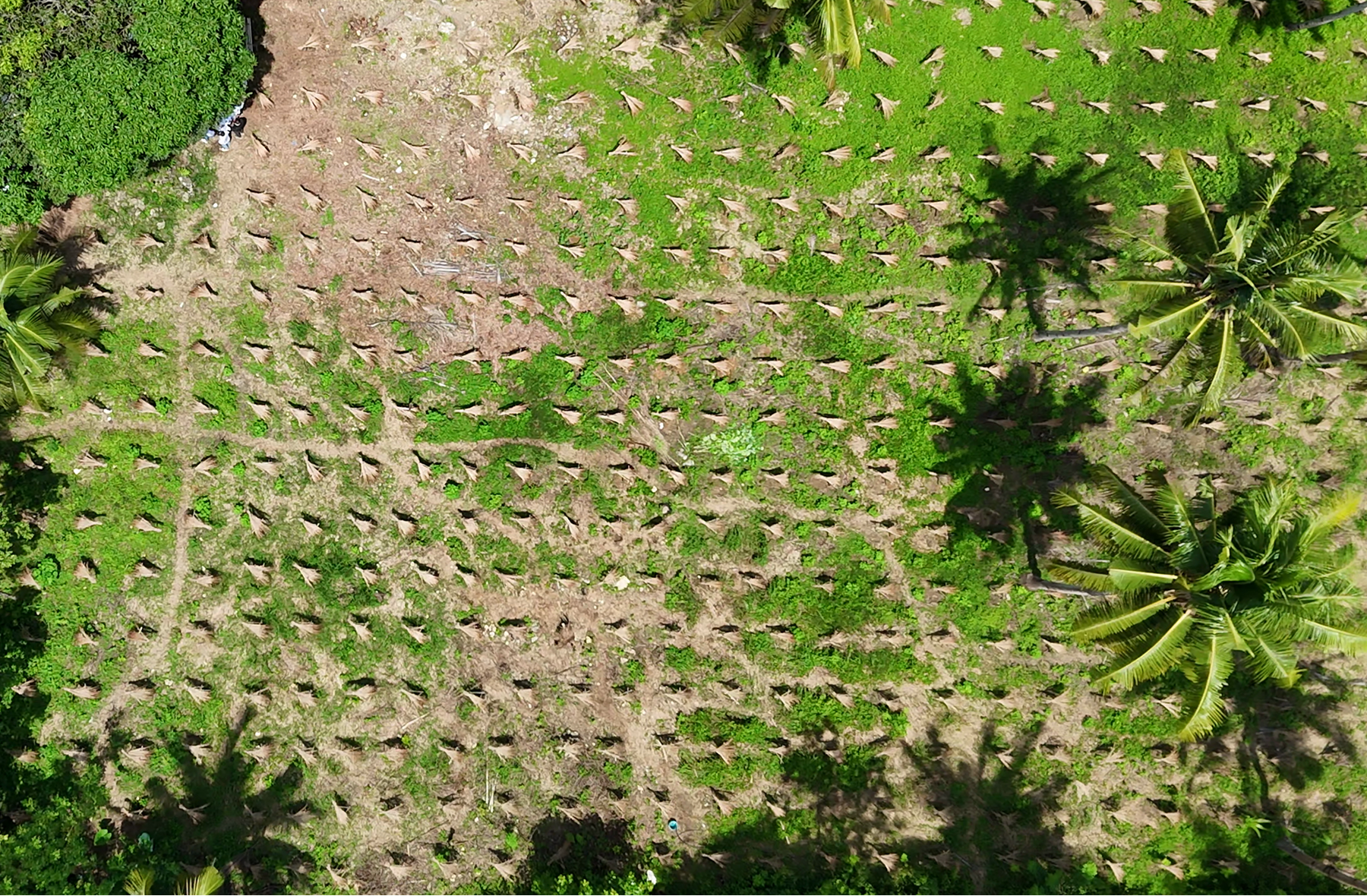 Joint-venture Farmland Development