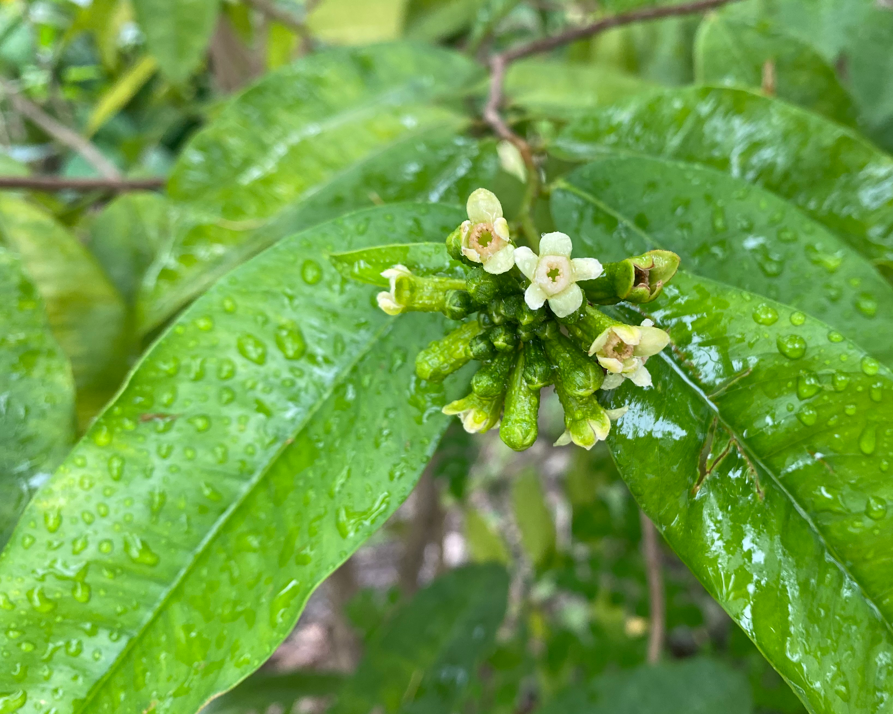 Agarwood flowers and leaves